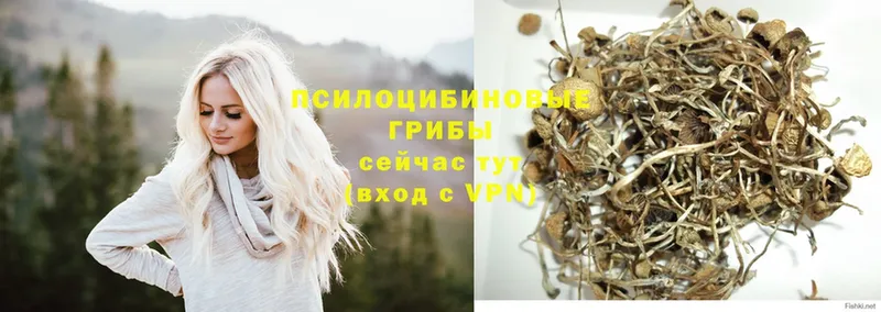 Псилоцибиновые грибы Magic Shrooms  Полевской 